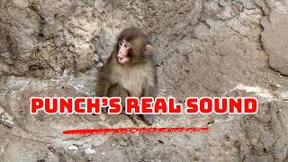 Punch Lastest Update - Punch's real voice (4k Footage).