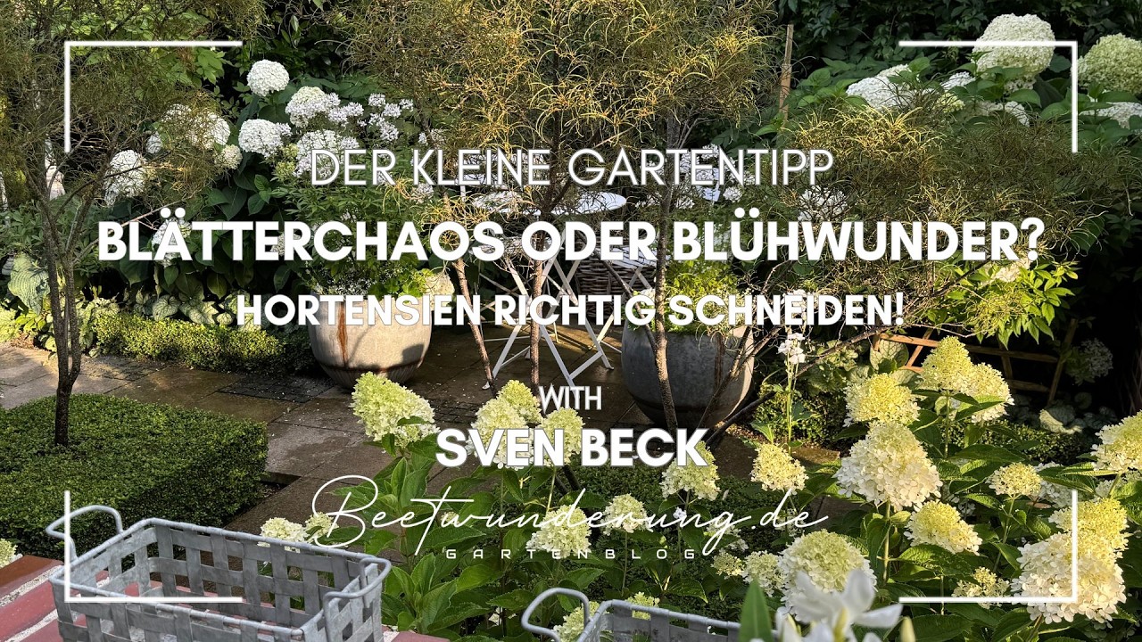 Der kleine Gartentipp: Blätterchaos oder Blütenwunder? Hortensien richtig schneiden! #garten