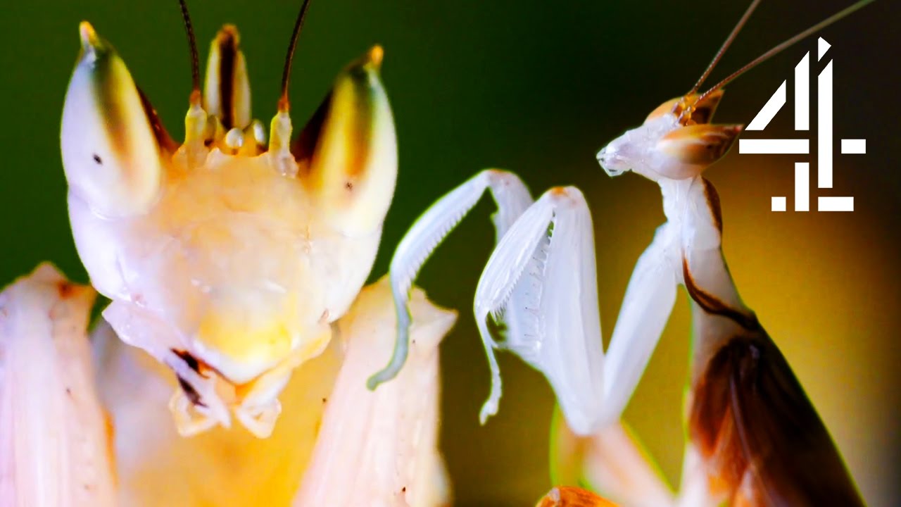 Male Praying Mantis Escapes Being Eaten Alive By Female After Mating  The Secret Life Of The Zoo