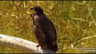 Mississippi River Flyway Cam~Water Fowl \& Juvenile Bald Eagles-One Juvie Casts Pellet_9\/14\/23