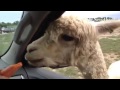 Alpaca feeding