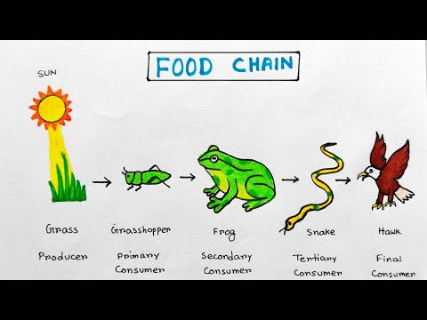 Food chain school project idea How to draw food chain project Food Chain easy drawing
