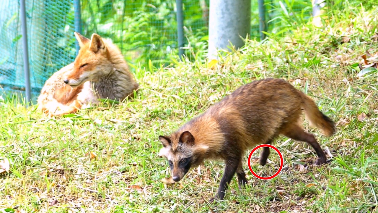 タヌキとキツネ　ディスペンサー　値引き不可 片足を失ったタヌキとキツネの優しい距離の理由 - YouTube