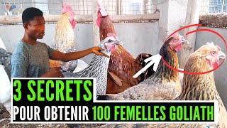 COMMENT avoir 100 FEMELLES goliath, APRES 6 MOIS ? (élevage de poulet goliath en Afrique) investir