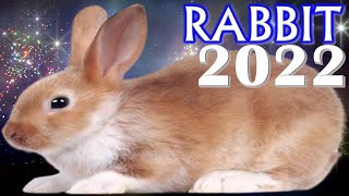 Rabbit Horoscope 2022 | Born 2011, 1999, 1987, 1975, 1963, 1951, 1939, 1927 Profile