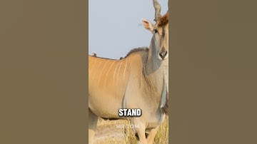 The giant Eland #shorts #viral