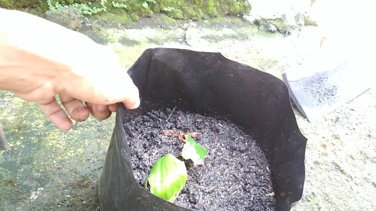 Cara menanam kencur sangat mudah di polybag YouTube