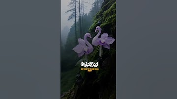 سورة الماعون #طمأنينة #راحه #قرآن #اكسبلورر #اجر #اكسبلور_explore #فولو #قران_كريم #راحه_نفسيه❤️