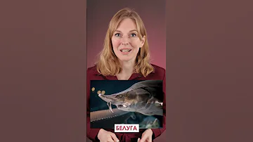 🐬Что значит 