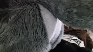 Fursuit farts (6)