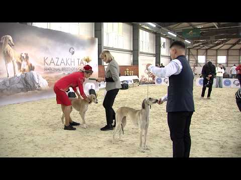 «Қазақы тазы» моно тұқымдық көрмесі мен байқауы өтті