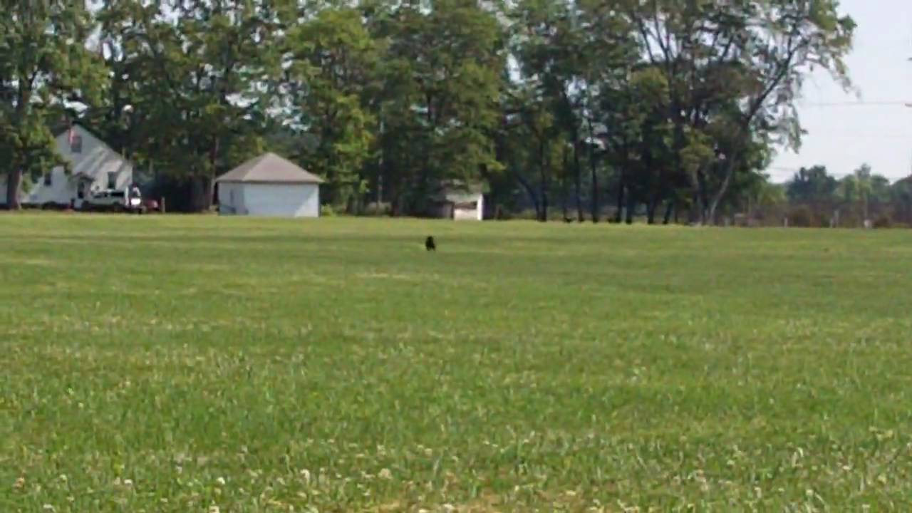 UKC Premier 2010 - SBT Kai Lure Coursing Aptitude Test Qualifying Run