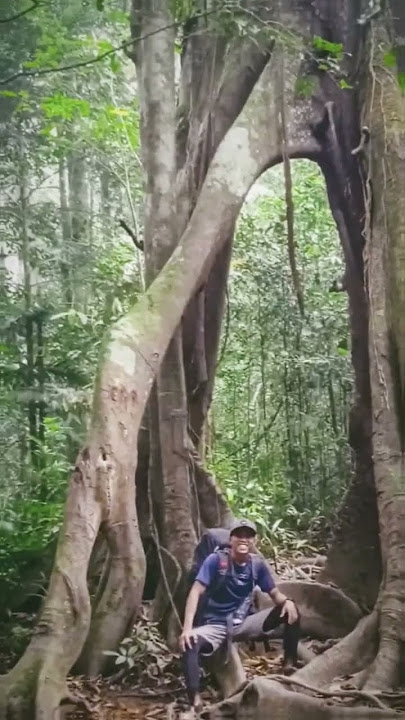 a little story of journey to halau - halau 1901 Mdpl