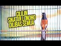 Tembakan Murai Batu Isian Cililin Sikatan Londo Bikin Langsung Nyaut Tambah Gacor Mp3 - Mp4 Download