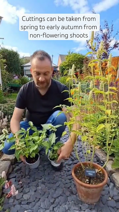 Agastache foeniculum 'Alabaster' | When to Take Agastache Cuttings | Perennials to Grow in Full Sun