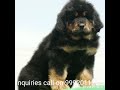 The best tibetan mastiff puppies in india