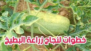 الخطوات الصحيحة لنجاح زراعة البطيخ الأحمر🍉 ... طرق طبيعية تساعد في نمو البطيخ🌱