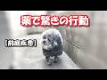 【前庭疾患】薬を飲んだ犬が驚きの行動をとるようになった
