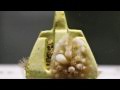 Understanding Coral Conservation