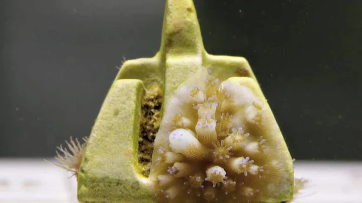 Coral Whisperer: Smithsonian Scientist Mike Henley