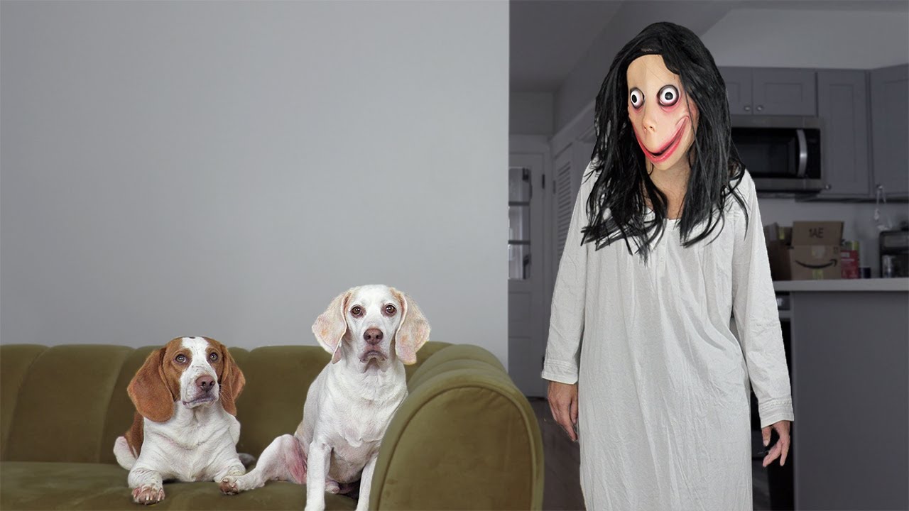 ⁣Dogs vs Momo Prank: Funny Dogs Maymo & Potpie Pranked by Momo