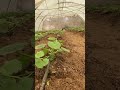 36 Agriculture ~ sweatmelon #smartfarming #AFKJourn7358048483150171438