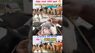 75 லிட்டர் கறவை #cow #tn24_sakthi_vlogs