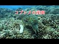 コブシメの産卵・沖縄・慶良間諸島