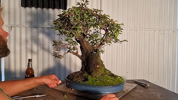 Devils plum Bonsai gets another trim. Aussie Bonsai Bloke Update 👍