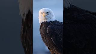Alaska Bald Eagle baldeagle alaska bird wildlife eagles baldeagles