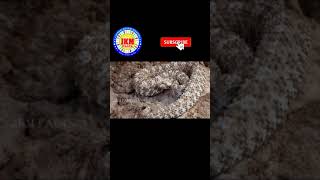 ️Dangerous snake #Spider tailed horned viper #012 | #Shorts