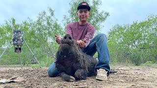 Catching hogzilla in the trap