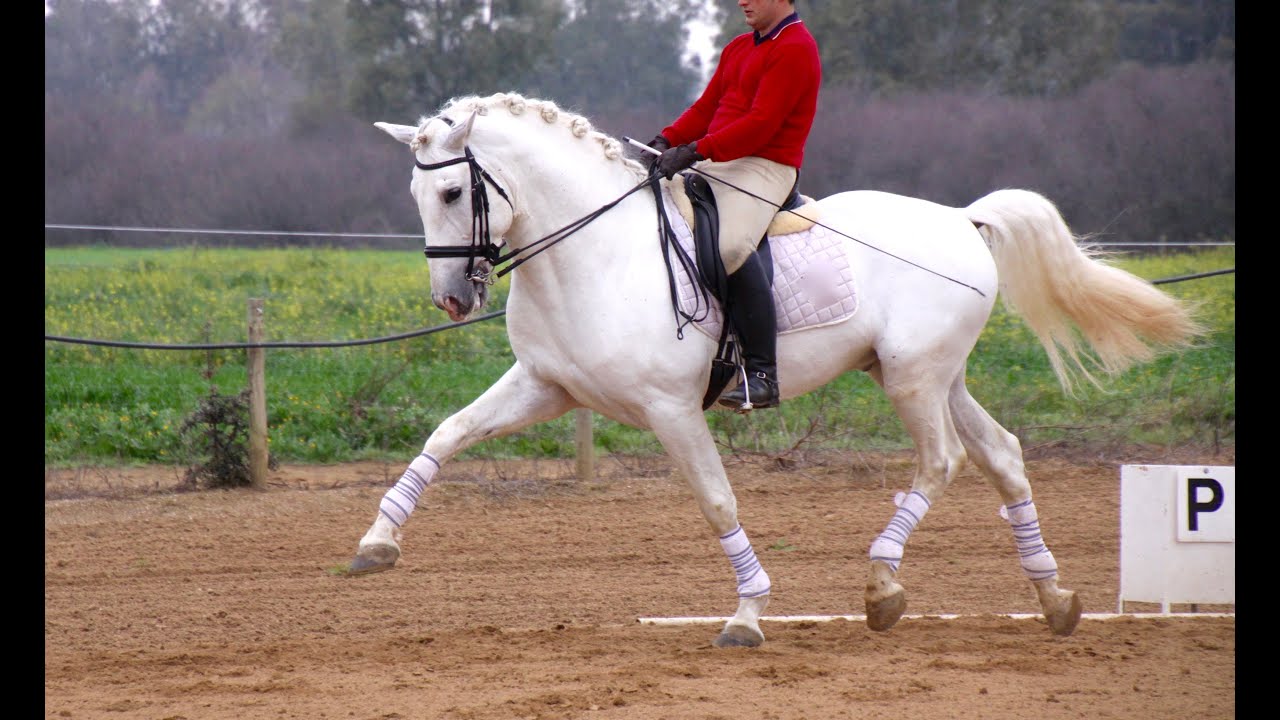 Andalusian Horse for Sale Zorra 165 cm YouTube
