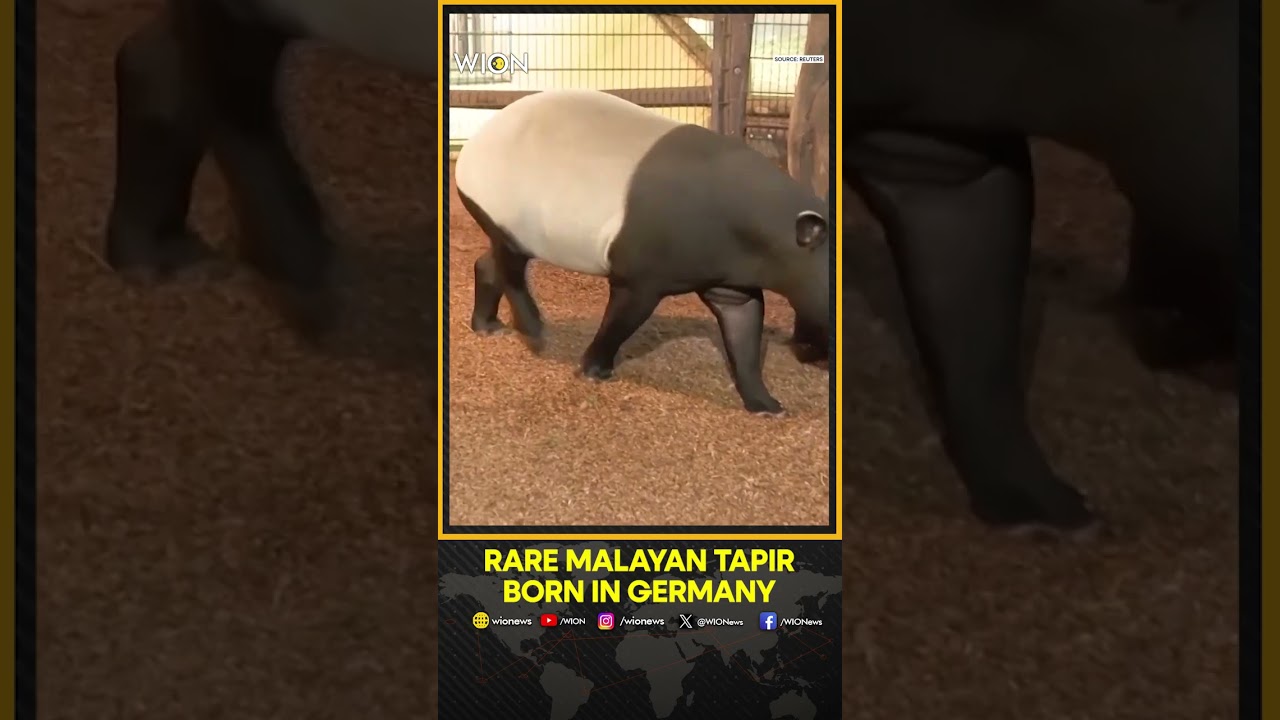 German Zoo Celebrates Birth of Rare Malayan Tapir | WION Shorts