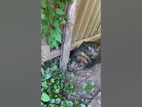 Смішний пес. - YouTube