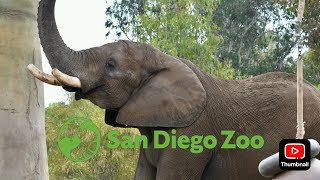 San Diego Zoo Exhibit Walk: Elephant Odyssey