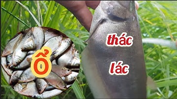 câu Khu trùm cá thác lác Tân Phước /kỷ niệm câu cá cùng con/13/8/2023
