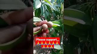what is the name of this fruit fruit fruitgardening plants