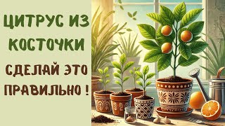 Как вырастить лимон, апельсин, грейпфрут из косточки. Посадка, выращивание, рекомендации по уходу.