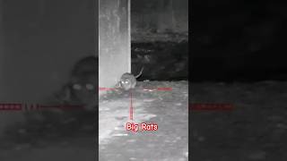 Big Rats #hunting #youtubeshorts #reels