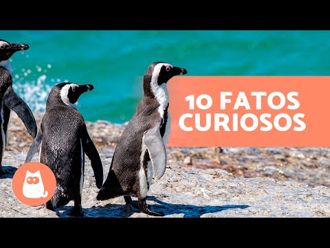 Vídeo: Pinguins: o que você precisa saber sobre essas aves sem vôo