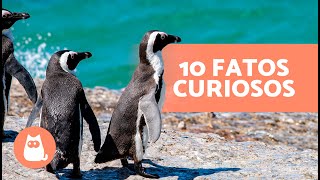 10 FUN FACTS about PENGUINS that will surprise you 🐧 screenshot 1