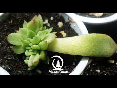 Video: Echeveria 'Irish Mint' Biljke – Uzgoj biljke Echeveria irske metvice