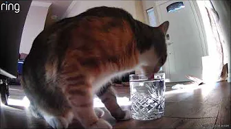 Candy the Kitten lapping up some water from a glass