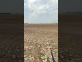 کشاورزی یونجه زمین جدید زمین کشاورزی یونجه زمین جدید زمین