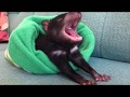 TASMANIAN DEVILS AT HOME! | Tim Faulkner