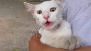 We Save Pregnant Mama Cat And Release It To The Land Of Cat by Kitten Needs Help 813 views 5 months ago 7 minutes, 58 seconds