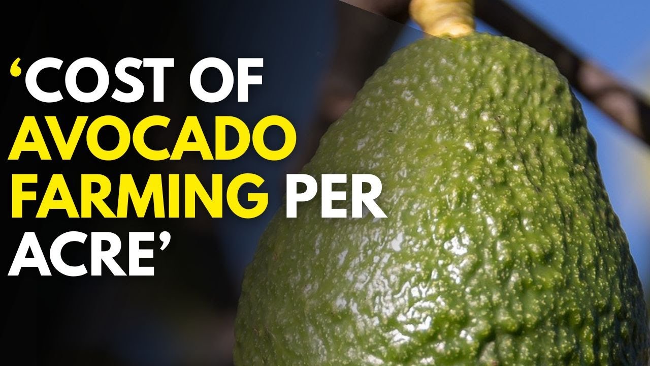 Is Avocado Farming Worth It? (Cost vs Profit Analysis)