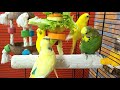 9 hours of relaxing budgie sounds