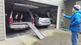 Bernese Mt. Dogs Using a PetStep Car Ramp